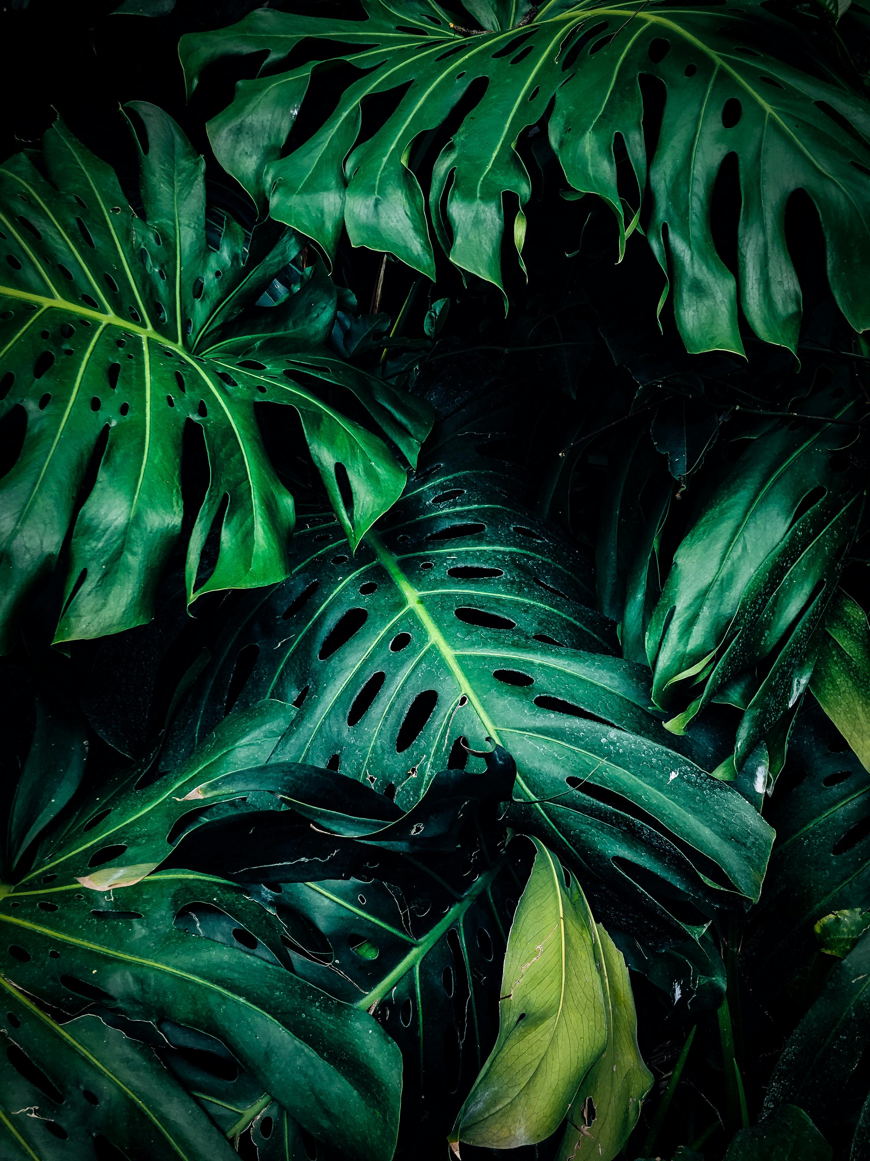 Green Leaves